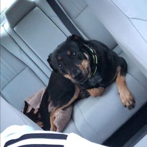 Meet your Posher, Tracey